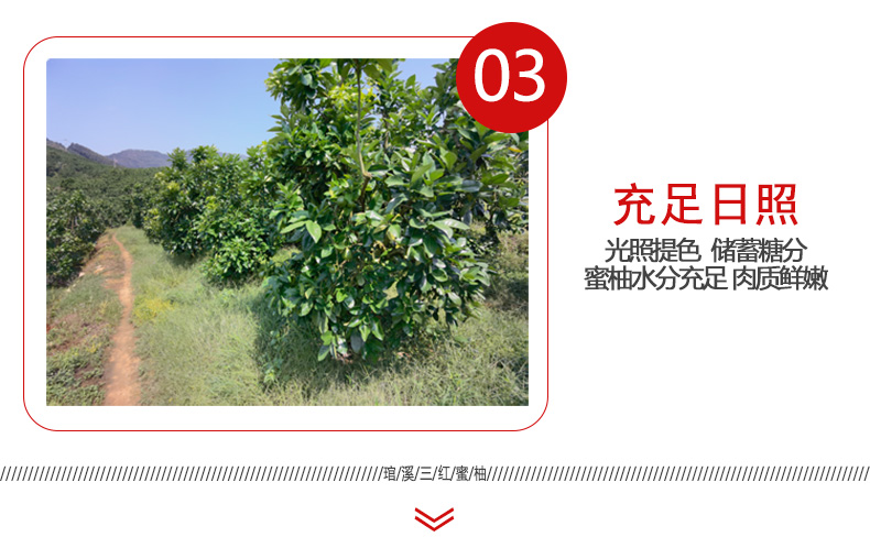 三红柚子_06.jpg